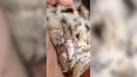 Pelliccia di lince