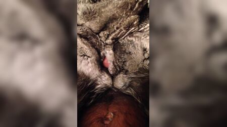 rivestito in pelliccia di cincilla