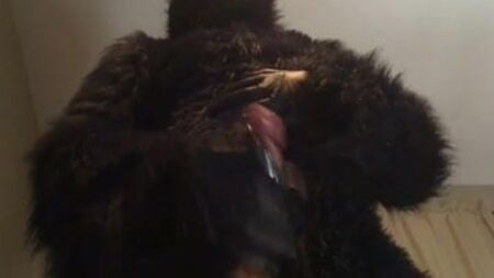 gorilla che si masturba