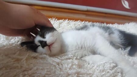 [Dai, forza!] Il coniglietto BAFFI e il gattino MALYSH! Lo SPINNER del coniglietto BAFFI! Il SUPER GATTO in visita dal coniglietto