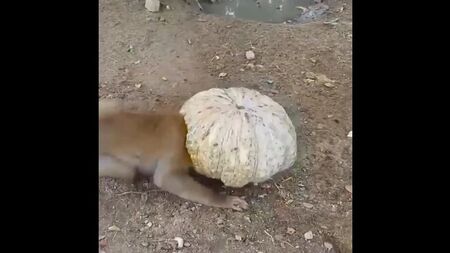 Cagnolini intelligenti