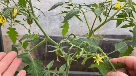 [Orto rigoglioso] NON COMMETTETE ERRORI NELLA POTATURA DEI POMODORI A CESPUGLIO!