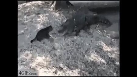 ANIMALI DIVERTENTI VIDEO DIVERTENTI Un cucciolo carinissimo)
